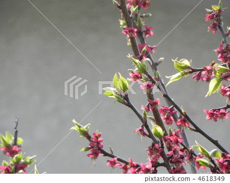 梅花芽 4618349