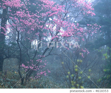 在霧的Akebono杜娟花 4618353