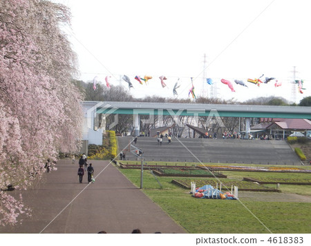 Carp streamers and cherry blossoms 4618383