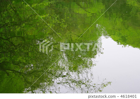 Water forest 4618401