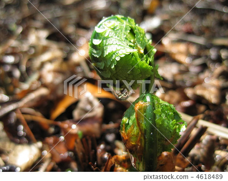 Konomi的芽 4618489