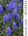 Muscari purple flowers 4618543