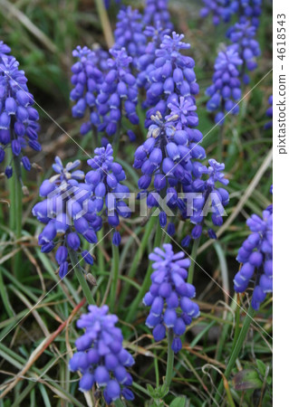 穆斯卡里紫色的花朵 穆斯卡里紫色的花朵 4618543