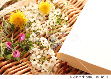 Spring flower  4618591