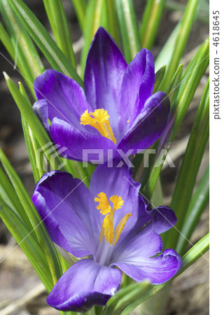 Crocus 4618645