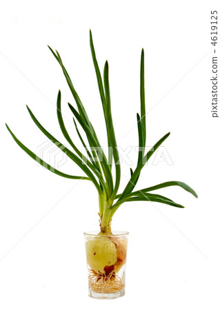 Spring onion Spring onion 4619125