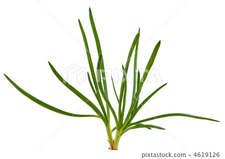 Spring onion Spring onion 4619126
