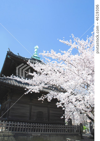 Komagome Kichijoji Goro and cherry blossoms 4619306