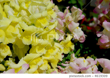 Goldfish grass (goldfish) 4619309