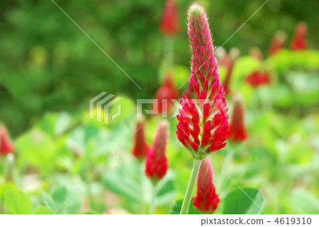 Strawberry candle / safflower grass 4619310