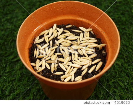 Cat grass seed (oat) Cat grass seed (oat) 4619623
