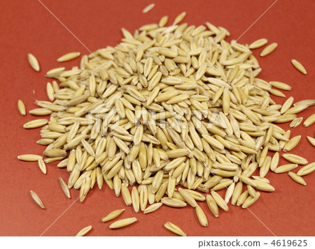 Cat grass seed (oat) 4619625