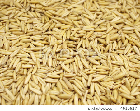 Cat grass seed (oat) Cat grass seed (oat) 4619627