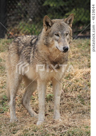 wolf, wolves, eastern wolf 4619644