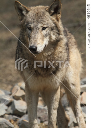 wolf, canine, wolves 4619645