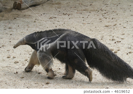 食蟻獸 蟻丘 白蟻 4619652