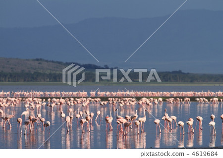 Horde of flamingos on Lake Nakuru Horde of flamingos on Lake Nakuru 4619684