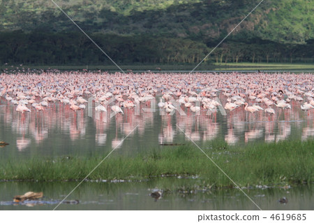Horde of flamingos on Lake Nakuru 4619685