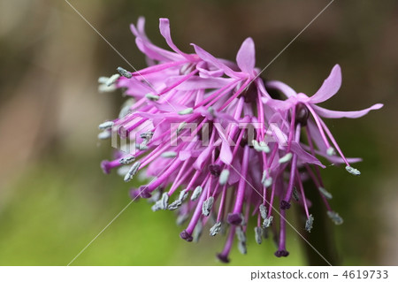 Shodogawa Bakama Shodogawa Bakama 4619733