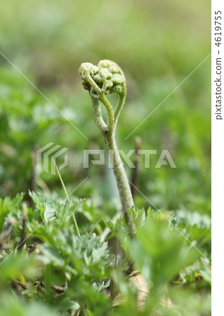 Bracken 4619755