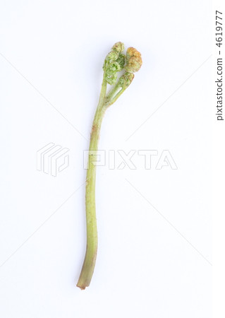 Bracken 4619777