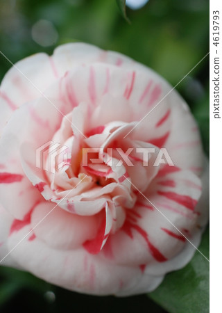 Camellia Camellia 4619793