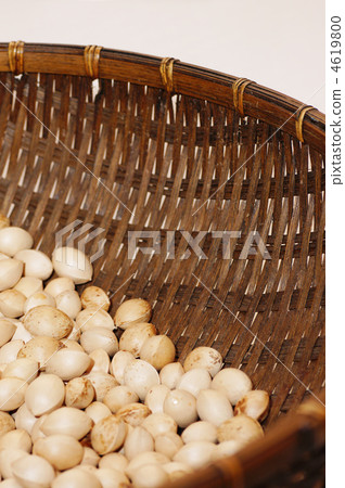 Dry ginkgo 4619800