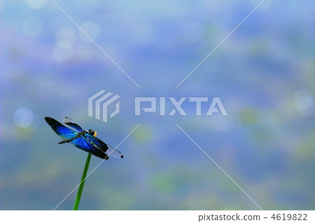 Butterfly dragonfly 4619822