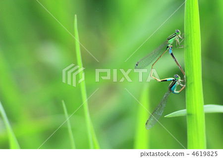 Ao montitonbo Ao montitonbo 4619825