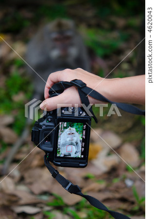 A scene taking a monkey of Ubud with a camera A scene taking a monkey of Ubud with a camera 4620043