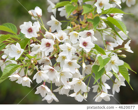 cerasus jamasakura, yamatozakura, sakura 4620077