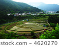 梯田 和歌山 階地稻田 4620270