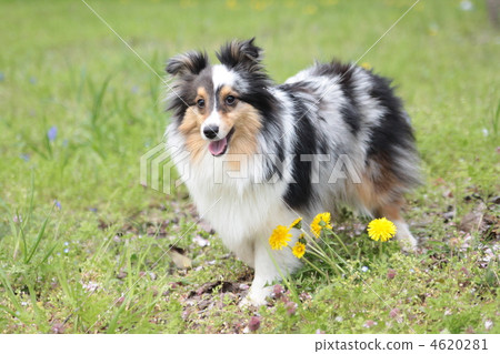 Sheltie Sheltie 4620281