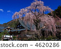 在山上垂枝櫻花 4620286