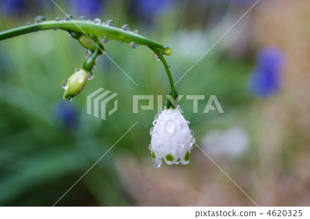 雪花 雪花 4620325