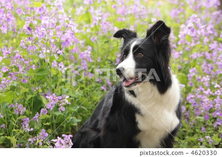 毛孩 博德牧羊犬 動物 4620330