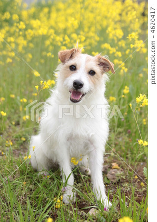 jack russell terrier, sit down, full body 4620417