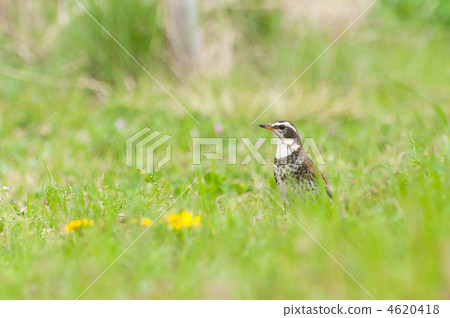 該領域的鵝口瘡 4620418