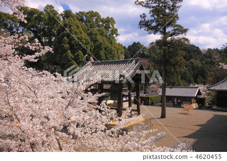 明治寺的Bansho寺廟 4620455