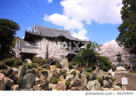 和歌山縣在Midoriji寺的Katsuyama花園的春天 4620464