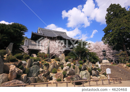 Wakayama prefecture Spring of the Katsuyama garden in the Midoriji Temple 4620468