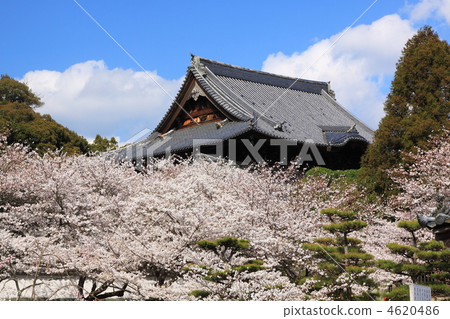 Spring of the Wakayama prefecture daichi-ji 4620486