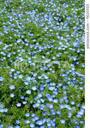 Nemophila 4620503