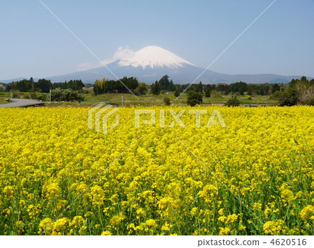 油菜花和富士山 4620516
