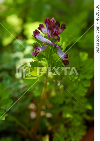 Murasaki Keman 4620530