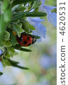 Rosemary and ladybird 4620531