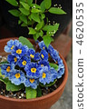 Primula Zebra Blue 4620535
