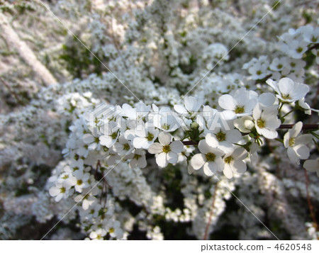 白色春天的花朵 4620548