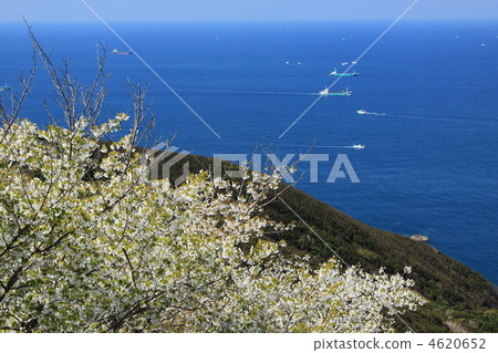 Cherry blossoms at the cape of Hino Campus in Wakayama Prefecture spring spring full spring 4620652