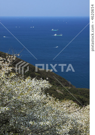 Cherry blossoms at the cape of Hino Campus in Wakayama Prefecture spring spring full spring 4620654